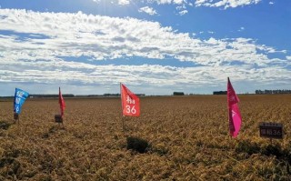 黑龙江水稻垦粳3品种