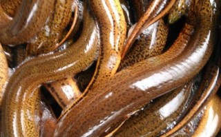 黄鳝养殖吃什么最好