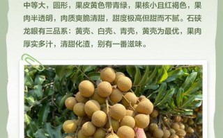 现在桂圆价格是多少