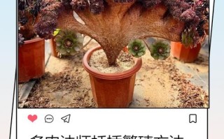 法师多肉如何杂交出新品种？