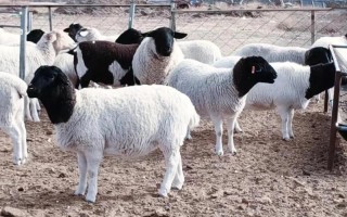 哪种羊养殖效益最高？