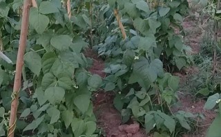 冷棚早春长豆角怎么种？高产关键在哪？