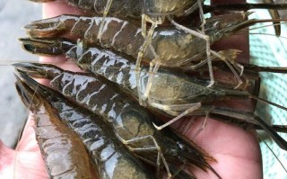 东北养草虾品种技术有哪些要点？