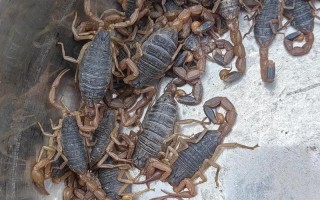 山上蝎子是何品种？