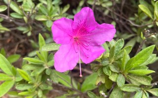 红双喜杜鹃是何品种？有何特点？