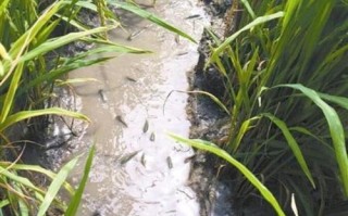 旭日水产泥鳅养殖基地