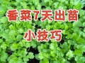 香菜怎么养才茂盛？注意这几点就够啦！