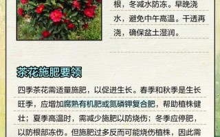 新品种茶花怎么养才好？