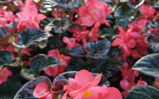 四季海棠哪些品种最耐寒？