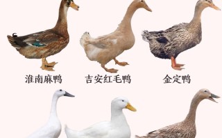 鸭有哪些品种？附图片大全集