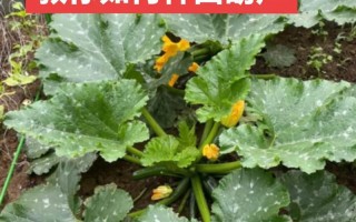 葫芦怎样种植 方法图解