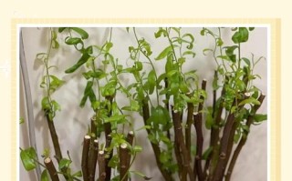 柳枝生根水怎么配？用多久能生根？