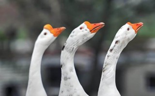 什么鹅品种产蛋能力最强？