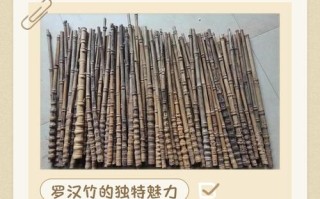 竹竹类品种大全图片价格，哪种竹性价比高？