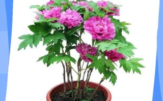 牡丹芙蓉花怎么养才好？