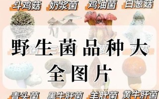 蘑菇种类品种名有多少？