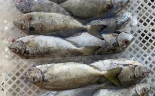 水泥池养殖什么淡水鱼最好