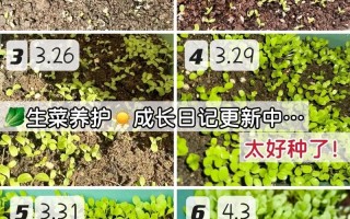 盆栽生菜何时种？怎么种才高产？