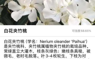 夹竹桃怎么养才好？