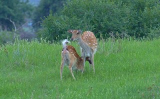 梅花鹿繁殖方法视频要点有哪些？