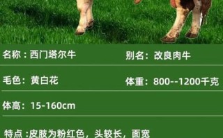 西门塔尔牛原产于哪个国家？