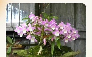 冬天铁皮石斛怎么养才安全？