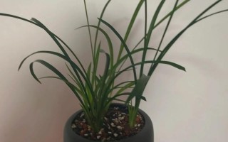 惠兰老品种最新市场价是多少？