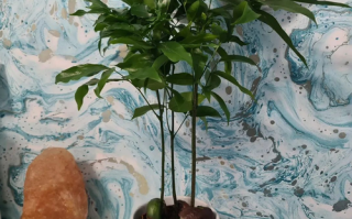 元宝树怎么种？种植技巧有哪些？