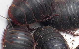 土鳖的价格是多少