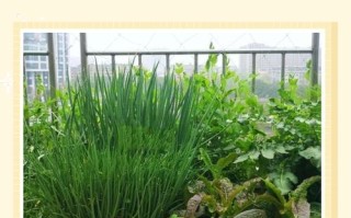 葱籽怎么种？步骤有哪些？