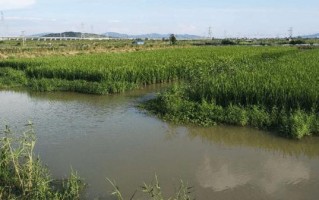 小龙虾养殖需要什么菌藻