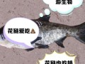 花莲鱼主要吃什么饲料