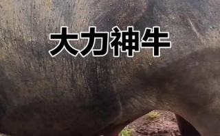 中国最大牛品种图片是哪个品种？