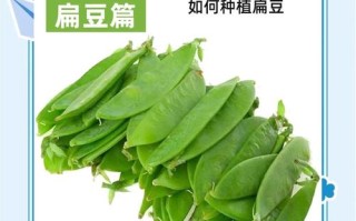 扁豆最佳种植时间是什么时候？