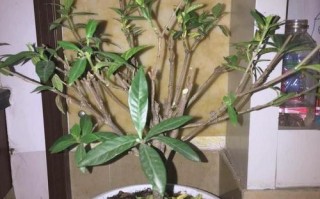 栀子花怎么剪枝？看图学剪有技巧？