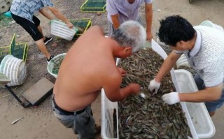 滨州无棣水产养殖现状如何？