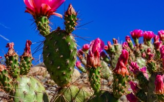 仙人掌有哪些品种的花？