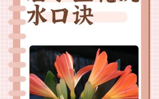 君子兰品种有哪些？视频带你识花辨种！