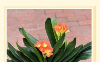 君子兰浇水最简单方法是什么？