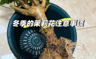 茉莉花冬季室内怎么养护？