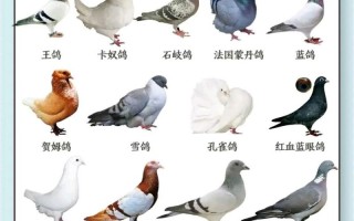 养肉鸽选什么品种最合适？