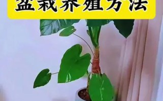 水养滴水观音怎么养才好？