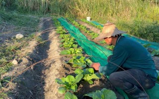 种大白菜的方法视频，该怎么种才高产？