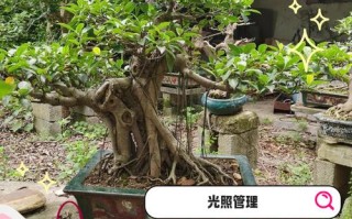 榕树怎么养才茂盛？注意事项有哪些？