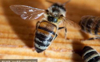 喀尔巴阡蜂有哪些独特特性？