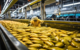 养殖黄鱼用什么喂会身黄