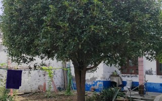 桂花树品种哪种最好？