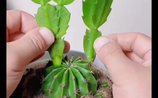 蟹爪兰哪种繁殖方法最实用？