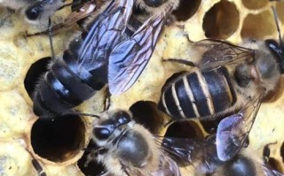 四川养蜂主养什么蜂品种？