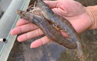 什么虾能室内养殖